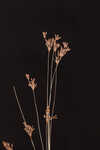 Capillary hairsedge